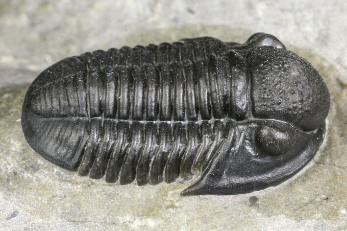 Detailed Gerastos Trilobite Fossil - Morocco #141668